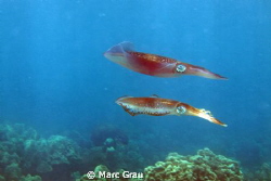 Two squids in Djibouti sea. Carpe Rouge Spot. by Marc Grau 